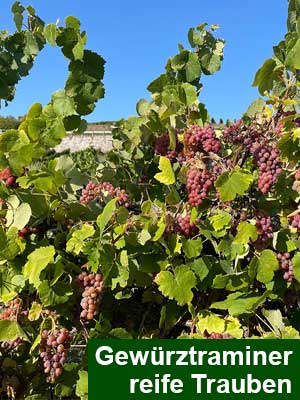 Gewürztraminer «S» süß