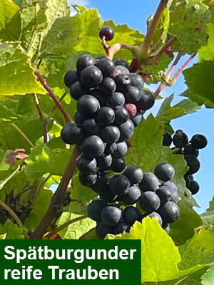 Spätburgunder süß