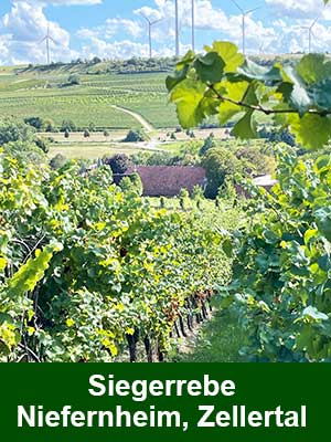 Siegerrebe + Ortega Beerenauslese edelsüß, histamingeprüft