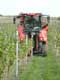 Grapes harvesting machine at work